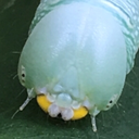 platycryptus avatar