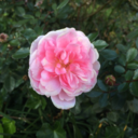 please-sayyes avatar