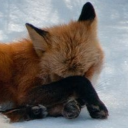 pleasurepuppy avatar