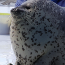 plushqueendiamond avatar