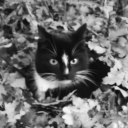 poethicsapphiccat avatar