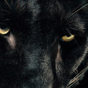 poisonivfirebomb avatar