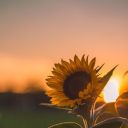 poisonsunflower avatar