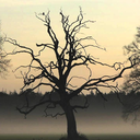 poisontreeblog avatar