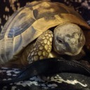 pokeberrysandwich avatar