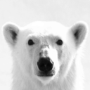 polarbear avatar