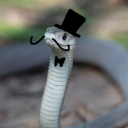 polite-snake avatar