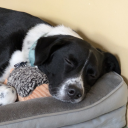 polkadotpeaches avatar