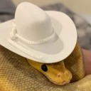 pollinator127 avatar