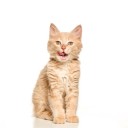 pollyrichardsillustration avatar