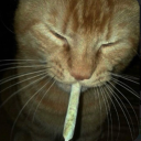 poltergeistmeow avatar