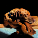 polydracattackcrue avatar