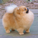 pomeranian-square avatar