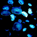 poopcakess-blog avatar