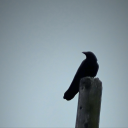 poorbrokemess avatar