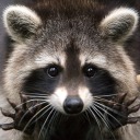 poorlydisguisedraccoon avatar