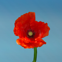 poppies-and-puppies avatar