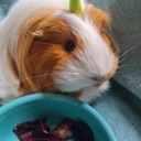 poppyandlilysblog avatar