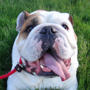 porkchopthebulldog avatar