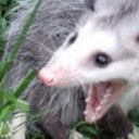 possum-paradise avatar