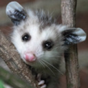 possumdnp avatar