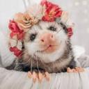 possumsarefuckingcute avatar