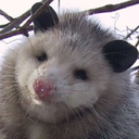 possumsnoot avatar