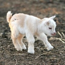 post-tonal-neuron avatar