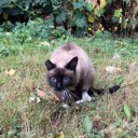 potato-cat-999 avatar