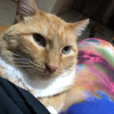 potatoes-on-the-roof avatar