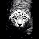 pourquoi-pas-mat avatar