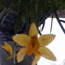 powdered-kneecaps avatar