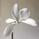 ppinkdaisydreamss avatar