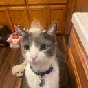 pr0fang1rl-blog avatar