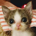 pr1nceandromeda avatar