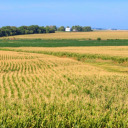 prairie-state avatar