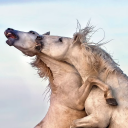 prairiepoppies avatar