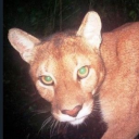 pretentious-bish4 avatar