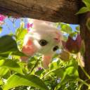 pretentious-piece-of-shit avatar