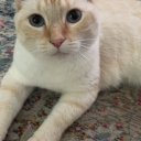 prettiestcrier avatar