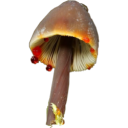 pretty-field-flowers avatar