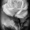 prettygirlwithacat avatar