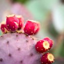 pricklypearsnactus avatar