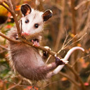 pride-of-pantala avatar