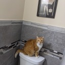 primarycorsage avatar