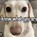 princess-not-damsel avatar