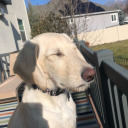 princess-tacey avatar