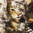 princessofpyke avatar