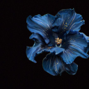 princxss-world avatar