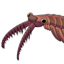 pro-anomalocaris avatar